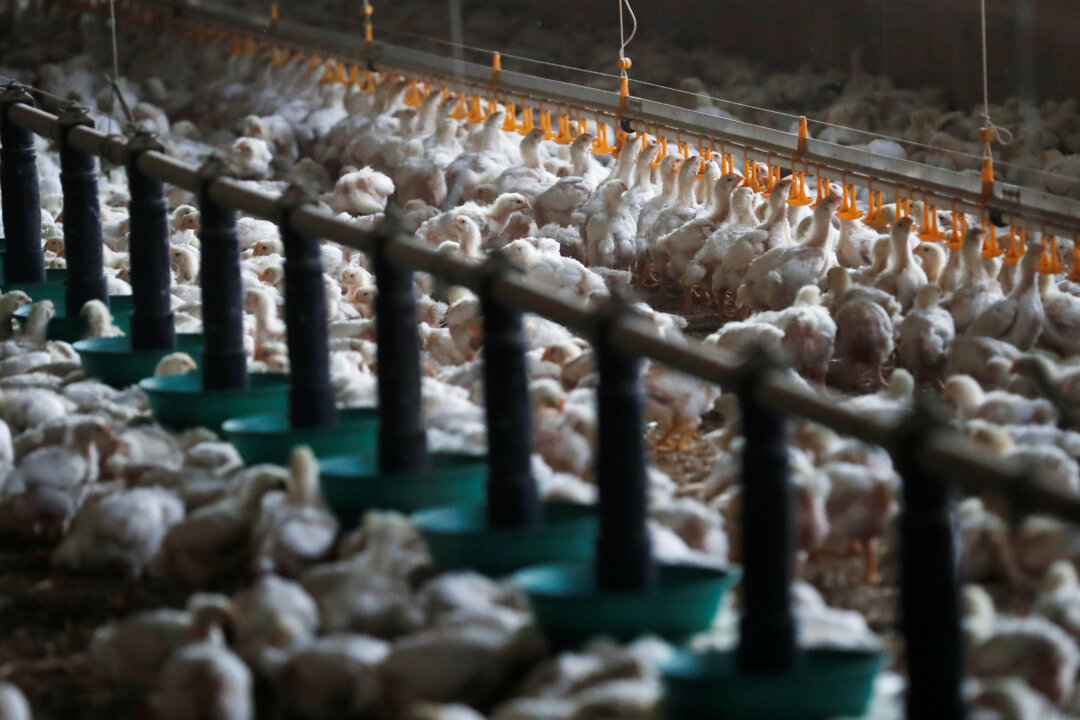 Chickens at a poultry farm in Cherance near Le Mans, France, on Nov. 13, 2019. (Stephane Mahe/Reuters)