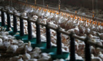 Worst Ever Bird Flu Crisis in Europe Raises Risks for Next Season: EFSA