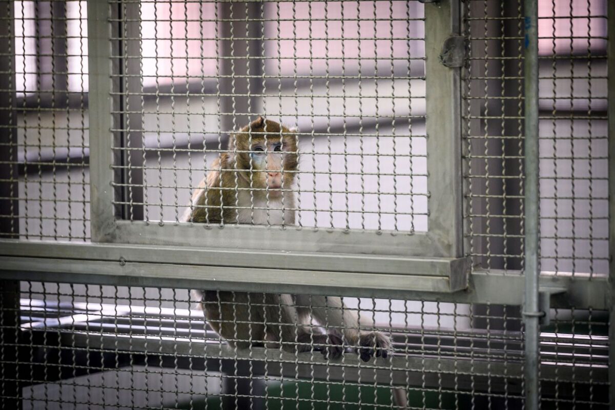 Investigation Exposes Global Monkey Torture Ring