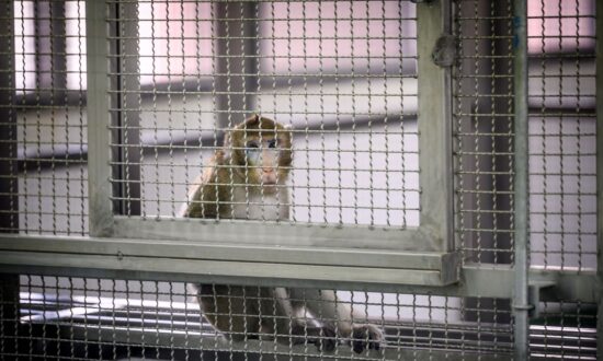 Chinese Biotech Company With Military Ties Buys US Land to Build Facility to Breed Monkeys