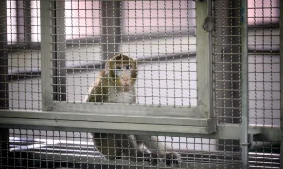 Chinese Biotech Firm Whose Founder is Former Military Researcher Buys US Land to Build Primate Breeding Facility