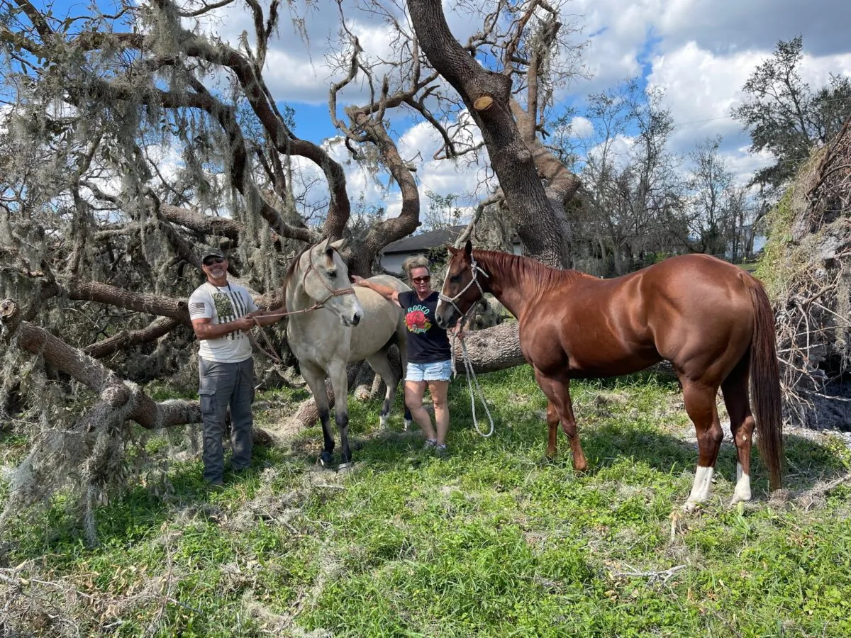 Lisa and Carl Motteler enjoy sunshine in front of a storm-toppled tree with their Quarter horses named This Corona is Holt and Famous Troubullmaker on Oct. 4, 2022, six days after Hurricane Ian pounded their Punta Gorda, Fla, farm. (Jann Falkenstern/The Epoch Times)