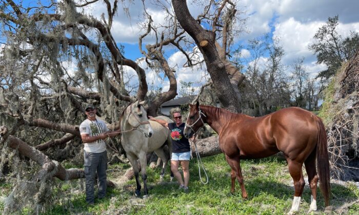 Lisa and Carl Motteler enjoy sunshine in front of a storm-toppled tree with their Quarter horses named This Corona is Holt and Famous Troubullmaker on Oct. 4, 2022, six days after Hurricane Ian pounded their Punta Gorda, Fla, farm. (Jann Falkenstern/The Epoch Times) 