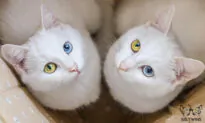 PHOTOS: Meet These Adorable Twin Cats Who Have the Most Beautiful Eyes