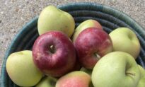 Apples Eaten Shortly After Harvest Taste Vastly Different Than Supermarket Apples (+ Apple Recipes)