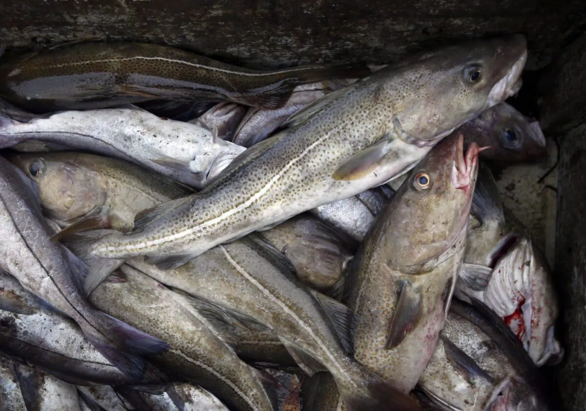 Cod fill a box on a trawler off the coast of Hampton Beach, N.H., on Apr. 23, 2016. (The Canadian Press/Robert F. Bukaty)