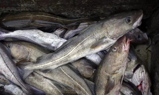 Fish’s Resilience to Ocean Warming Defies Climate Alarmism, New Research Suggests