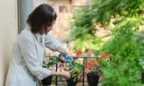 Saving Plants Over the Winter