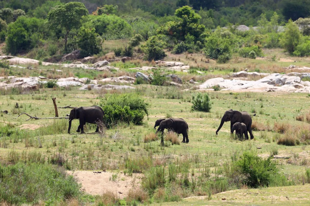 The Kruger National Park in Malelane, South Africa, on Nov. 26, 2020. (Richard Heathcote/Getty Images)
