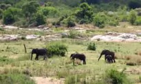 South African Police Search for Suspects in Tourist Killing