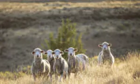 How an Oregon Sheep Ranch Is Carrying on the Heritage of American Wool—and Shepherding It Into the Future