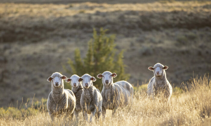 Wool: Merino-Columbia Raw Fleece | Millertown Sheep