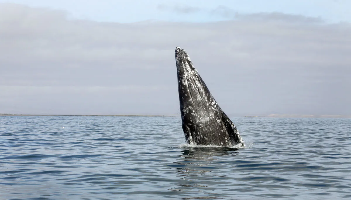 "Spy hopping" is a behavior exhibited by cetaceans, such as the gray whale above, and some sharks. (Carolyn Cole/Los Angeles Times/TNS)