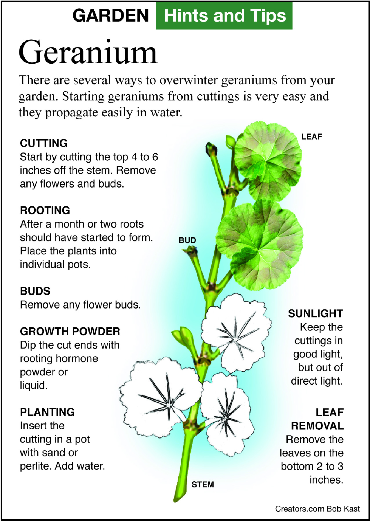 geranium tip sheet
