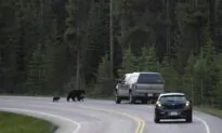 Bear Expert Says BC Attack on Family Was Likely a Rare ‘Predaceous’ Incident