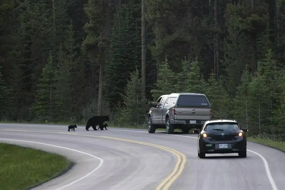 Black bears walk across the road near Lake Louise, Alberta, in June, 2020. (The Canadian Press/Jonathan Hayward)