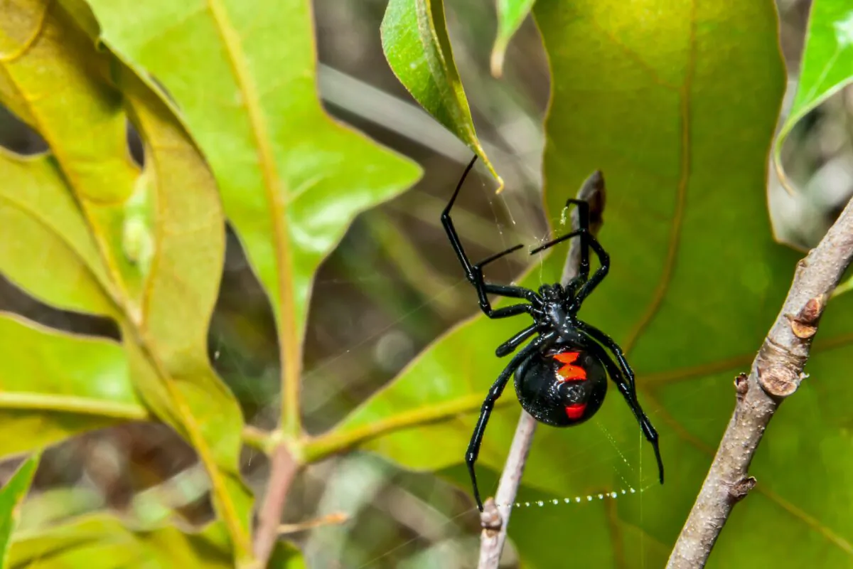 Cats can be harmed and even killed by playing with or eating these spiders. (Jay Ondreicka/Shutterstock)