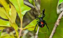Cats Especially Sensitive to Black Widow Spider Venom