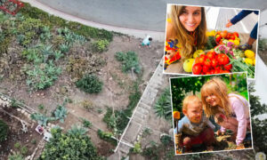 Couple Turn Rocky Hillside Into Mega Food Forest, Provide Home-Grown Food to Community
