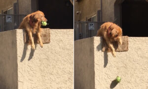 Golden Retriever Hangs Off Wall and Drops Balls, Asking People to Play—It Works Every Time