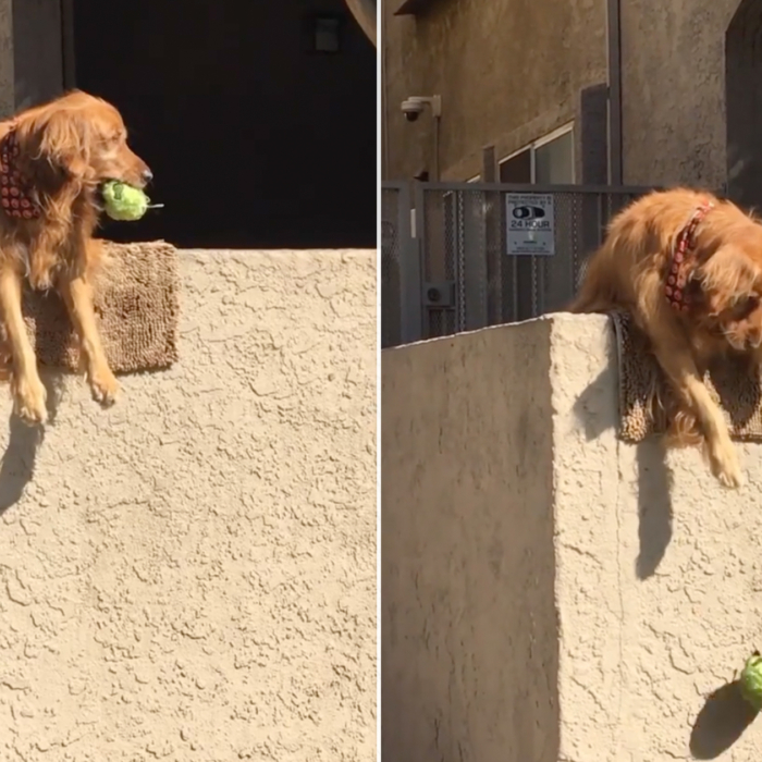 Golden Retriever Hangs Off Wall and Drops Balls, Asking People to Play—It  Works Every Time