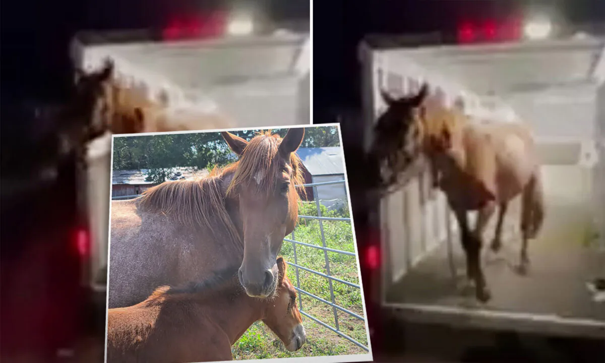 (Courtesy of Gentle Spirit Horses Rescue)