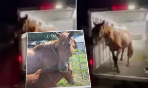 VIDEO: Baby Horse Joyfully Reunited With Mom by Rescuers Who Save Her From Kill Pen Just in Time