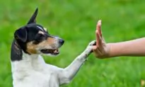 6 Incredible Dog Transformations