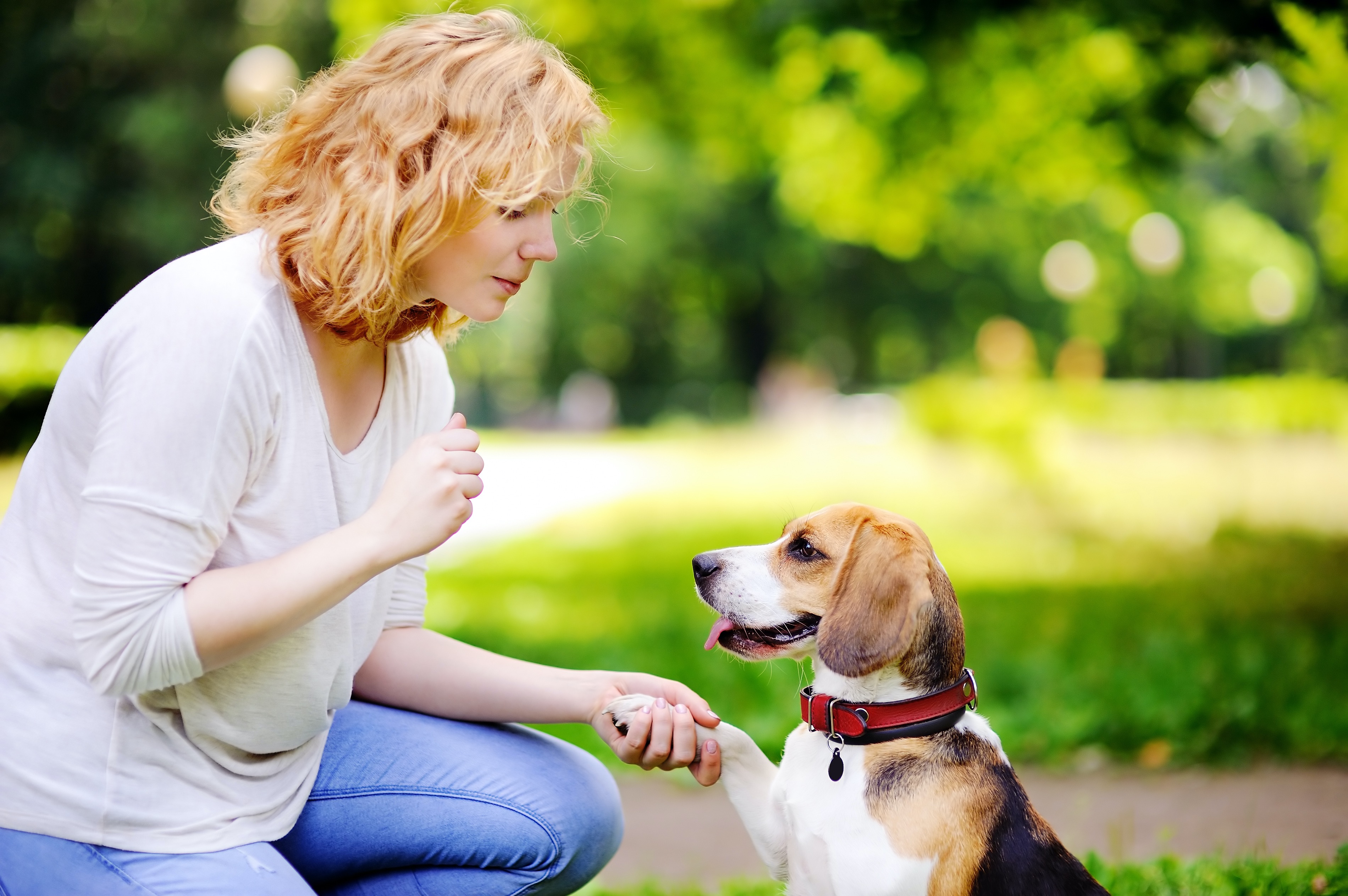 A woman training a beagle dog