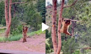 Acrobatic Mama Bear Climbs Tree to Get Snack for Her Cubs