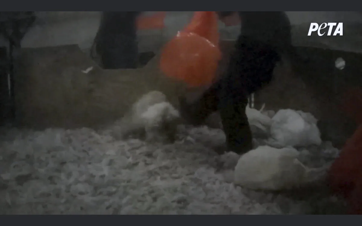 An employee kicks a turkey at an undisclosed turkey farm in Pennsylvania, in this image made from an undated video. (PETA via AP)