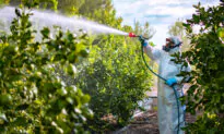 Common Herbicide Causes Genital Abnormalities in Frogs