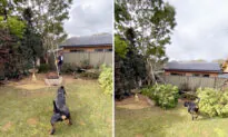 VIDEO: Helpful Rottweiler Assists His Owner in Cutting a Tree Branch