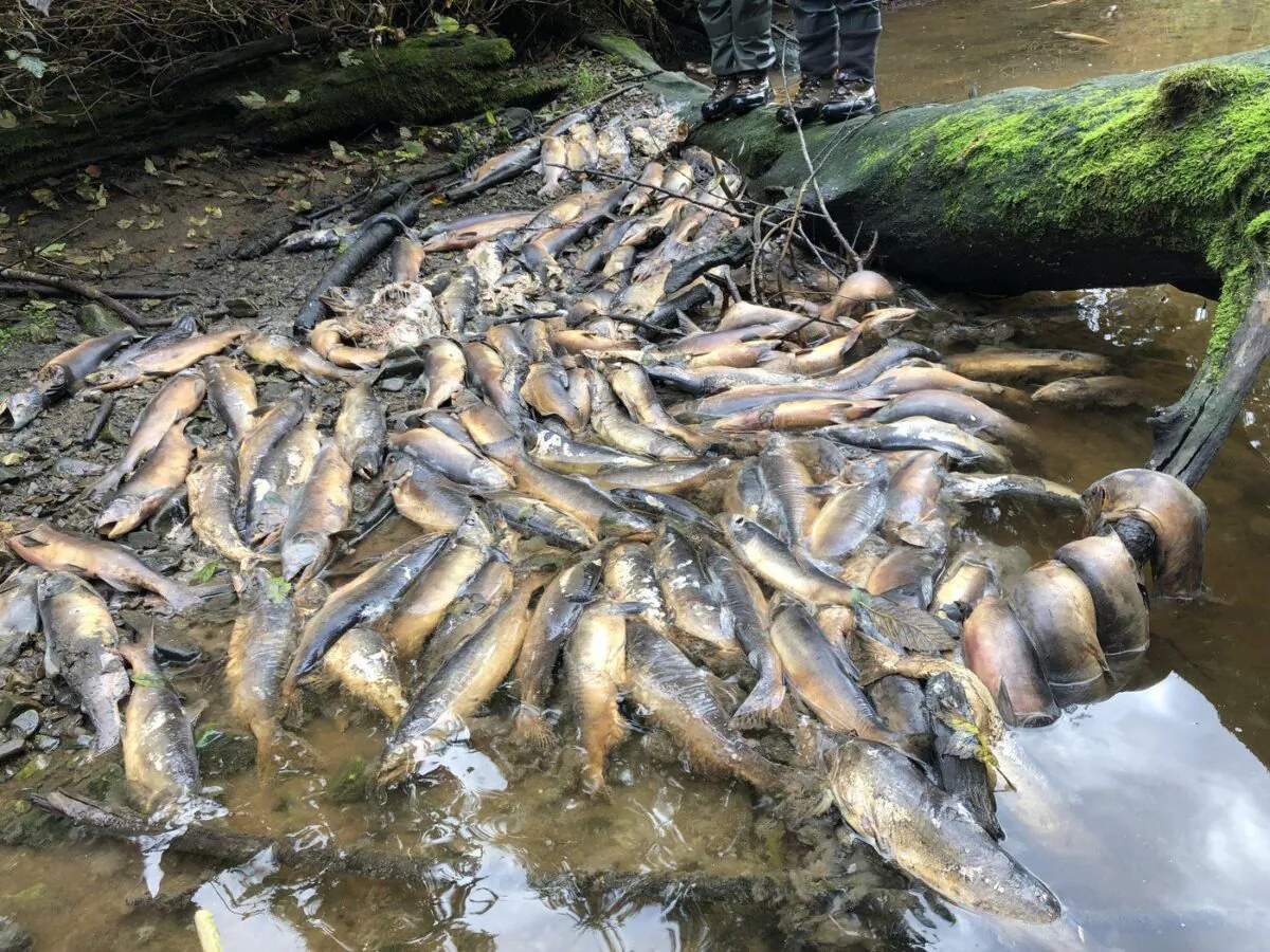 Dead fish are shown in the Neekas River on Heiltsuk territory, B.C. in this recent handout image provided by Sarah Mund. (The Canadian Press/Sarah Mund)
