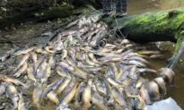 Historic Drought Behind BC Wildfires, Salmon Die-off Could Continue, Experts Say