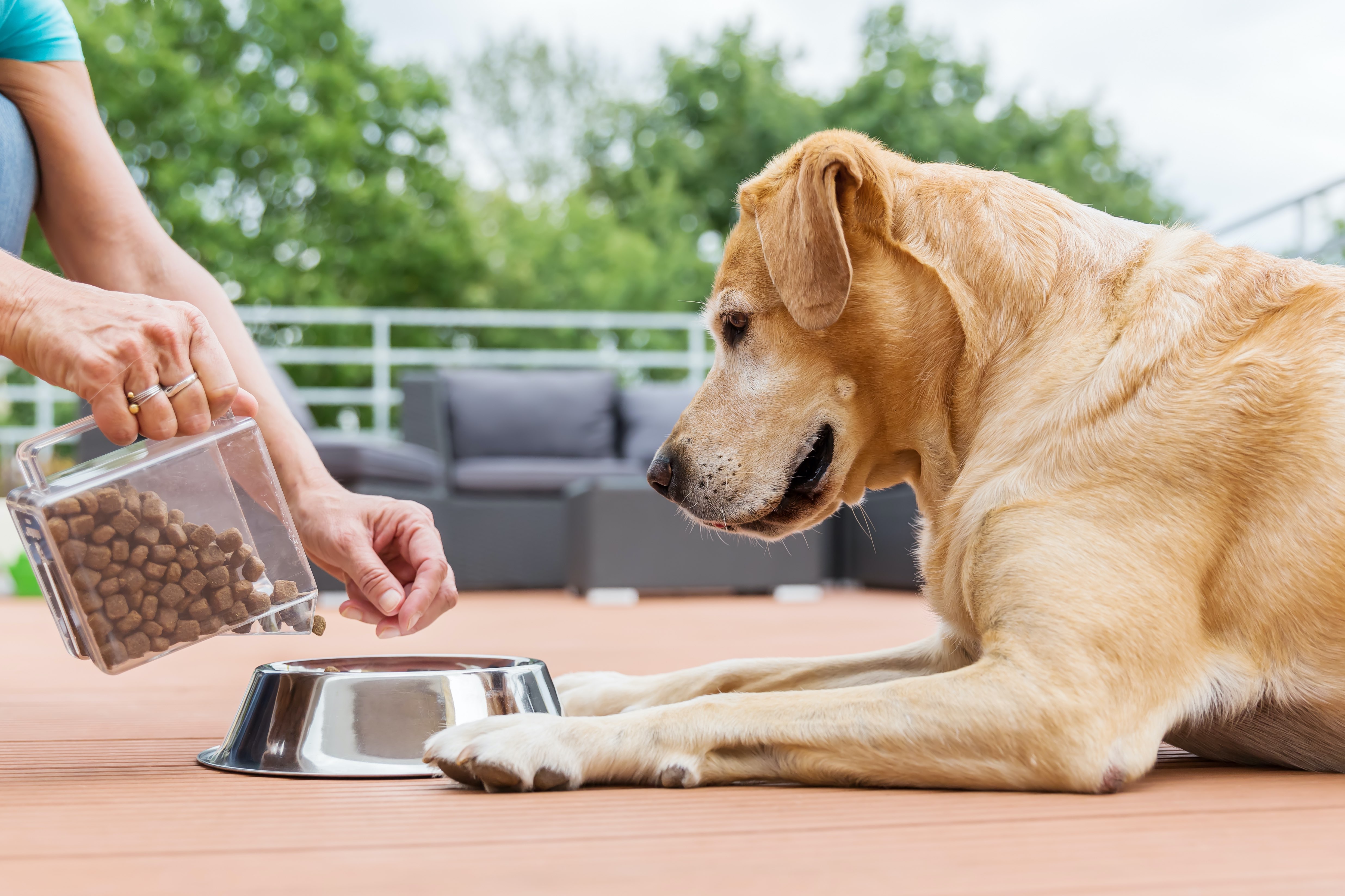 A dog being fed dog food