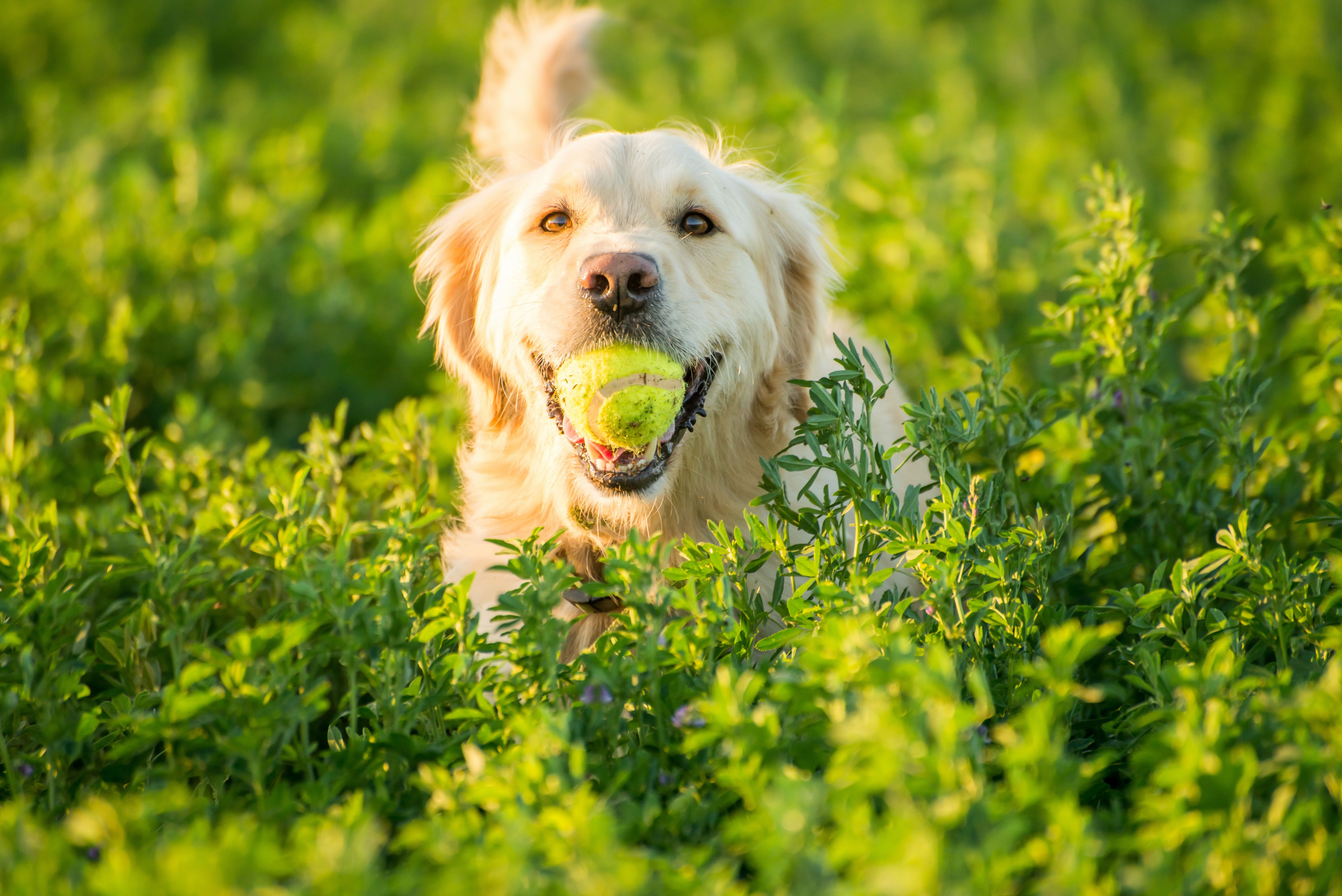 A Golden Retriever dog with a tennis ball