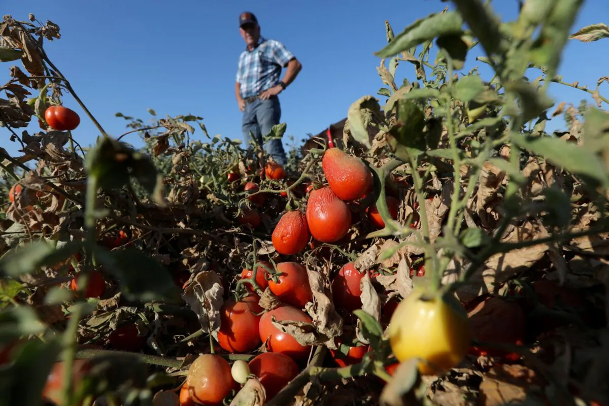Processing tomatoes dried up by heat and drought hang on vines on a farm belonging to farmer Aaron Barcellos in Los Banos, Calif., on Sept. 6, 2022. (Nathan Frandino/Reuters)