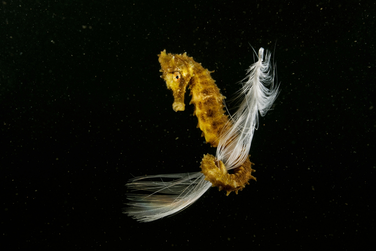 Siena International Photo Awards 2022
