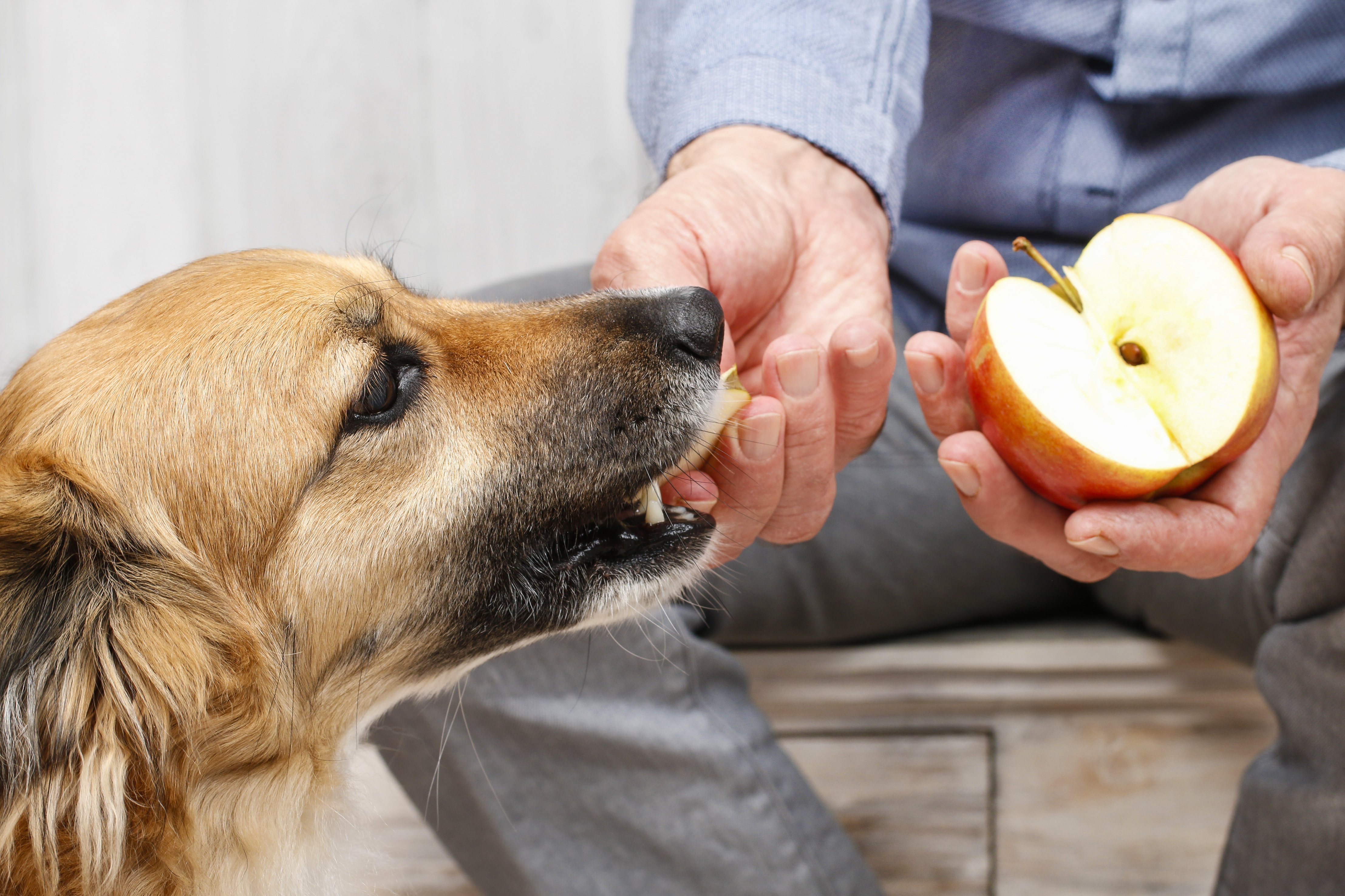 a dog being fed an apple
