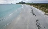 Almost 500 Whales Die in Two Mass Strandings in Remote Chatham Islands