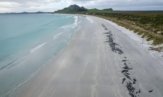 Almost 500 Whales Die in Two Mass Strandings in Remote Chatham Islands