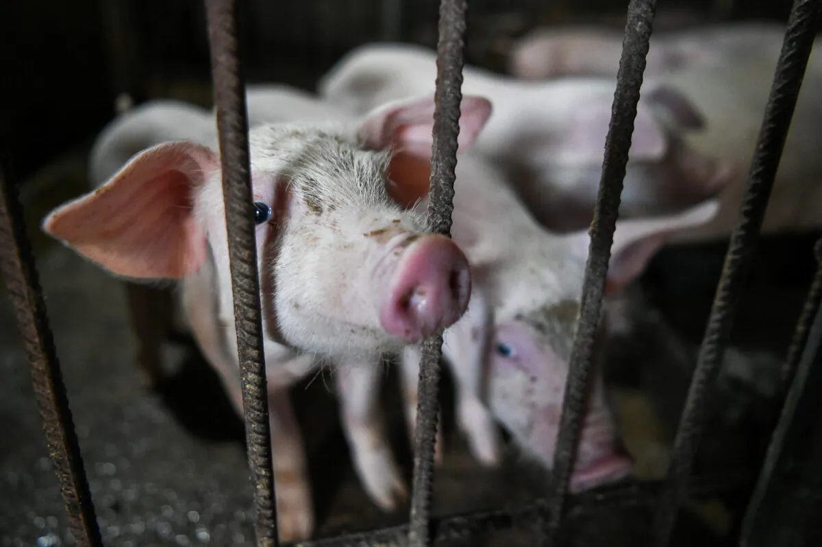 This picture shows a pig in a private farm in the village of Bezmer, southeastern Bulgaria on Sept. 3, 2019. (Nikolay Doychinov/AFP via Getty Images)