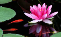 Fall Care for Water Gardens