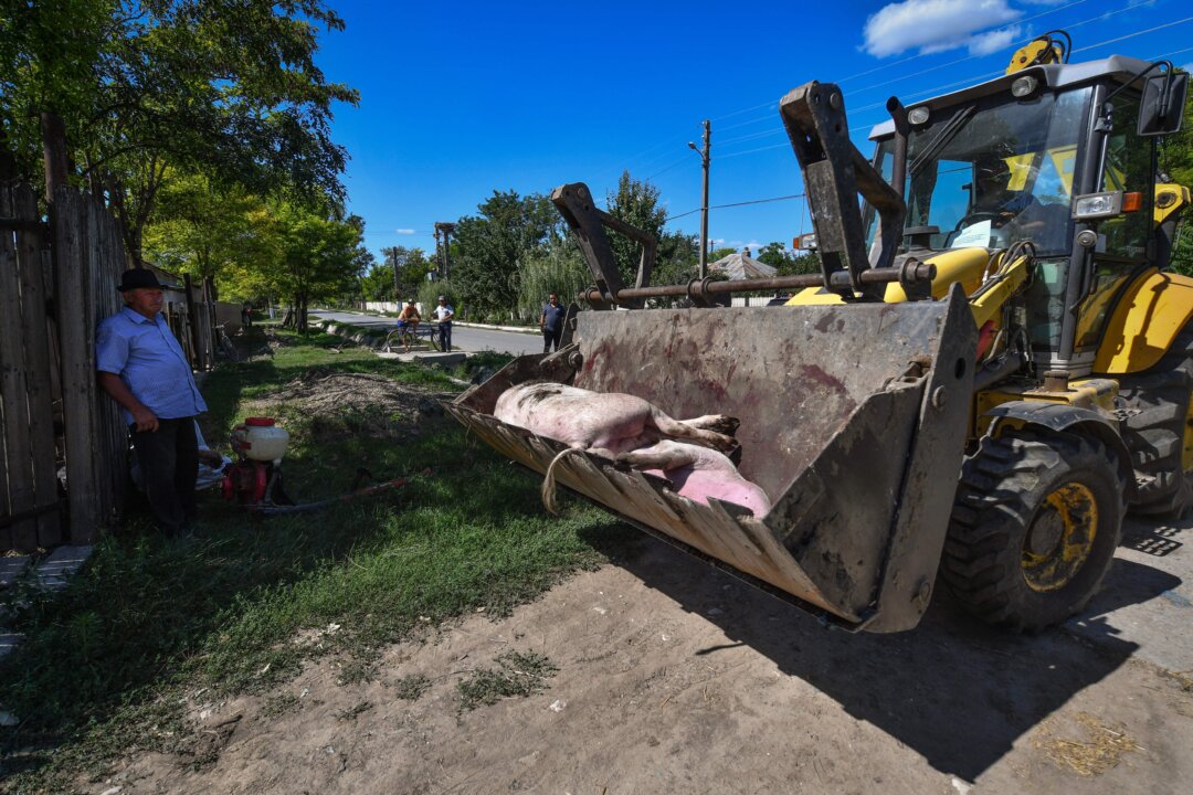 An excavator transports dead pigs after they were culled in the outskirts of Lanurile village, southern Romania on Aug. 9, 2018. (Daniel Mihailescu/AFP via Getty Images)