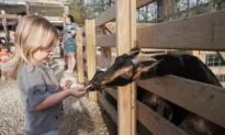 Kid-Friendly Activities and Travel Ideas for Families in Ohio