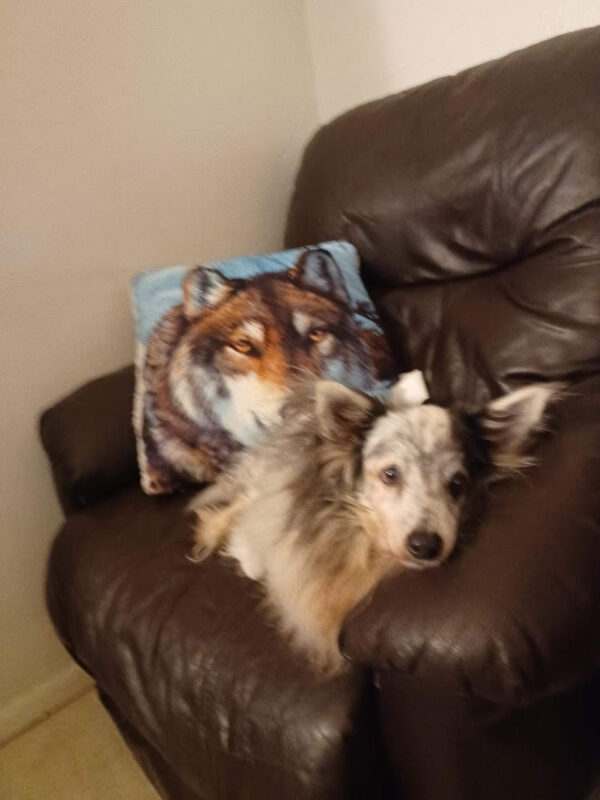 Levi, the 16-year-old pup belonging to Alan and Jonathan, all now living with Monica Cody in the aftermath of hurricane Ian.