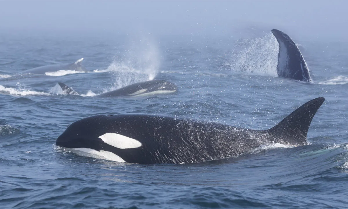 (Courtesy of Pacific Whale Watch Association)