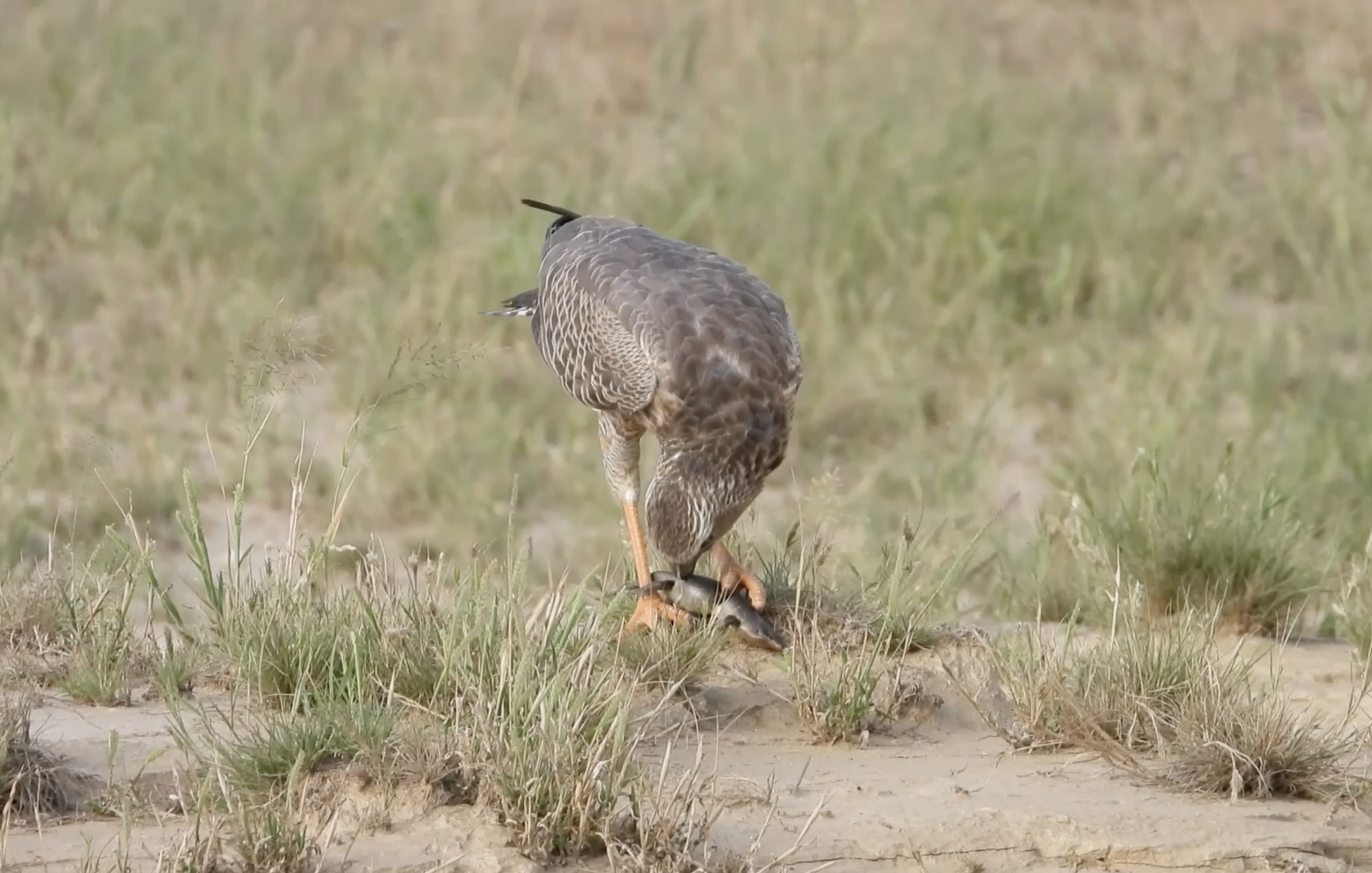 Opossum'S Unexpected Prey: The Snake Eating Surprise - 24zcacj