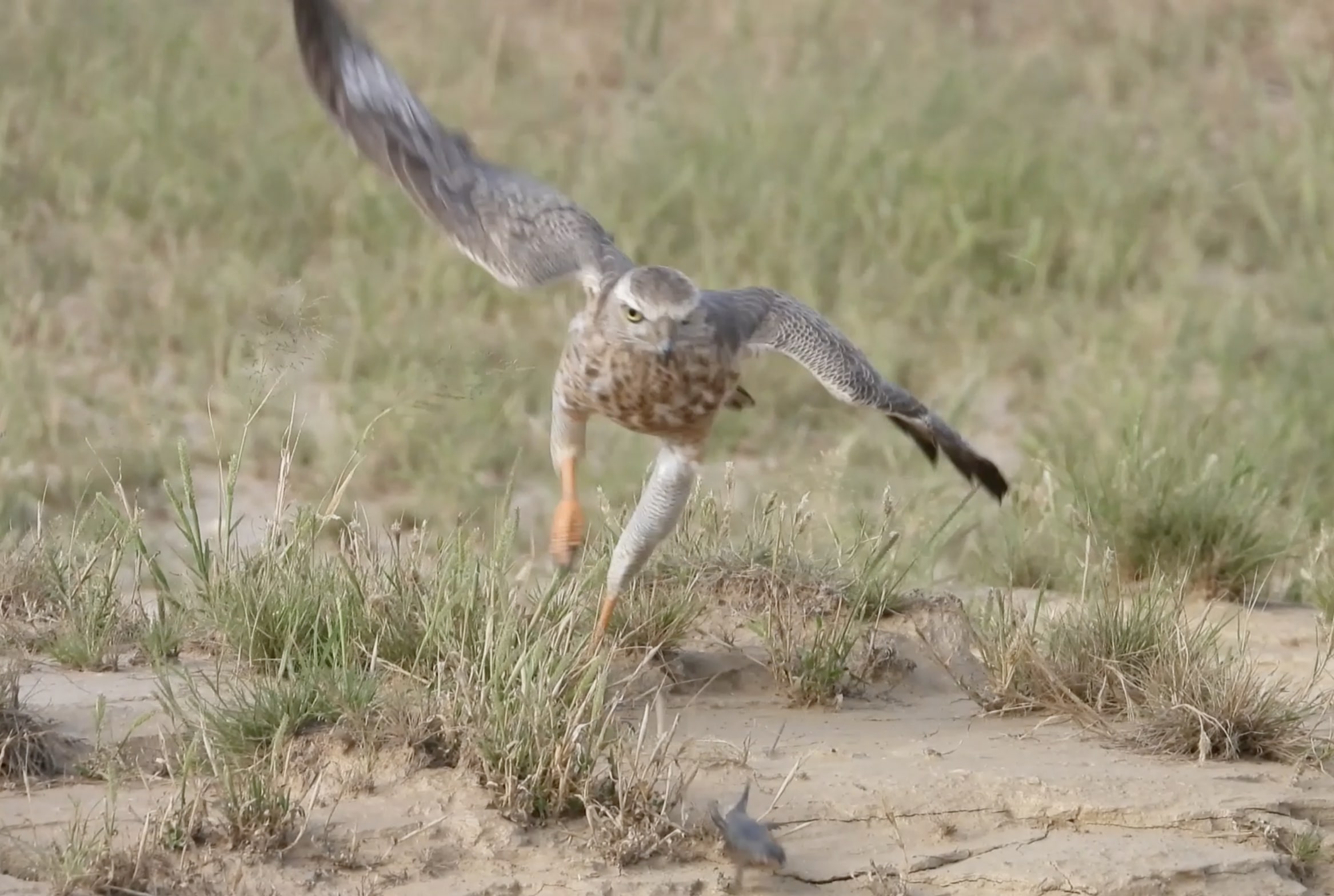 Opossum'S Unexpected Prey: The Snake Eating Surprise - v9qho9m